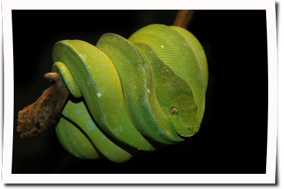 Grüner-Baum Python