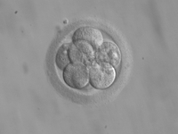 Embryo mit 8 Zellen